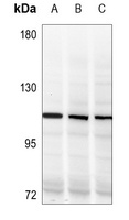 NF-kappaB p105/p50 (Phospho-S337) Rabbit Polyclonal Antibody