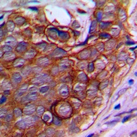 NPDC1 Rabbit Polyclonal Antibody