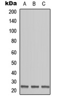 OAZ1 Rabbit Polyclonal Antibody