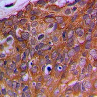 OAZ1 Rabbit Polyclonal Antibody