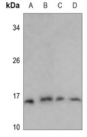 PFDN1 Rabbit Polyclonal Antibody