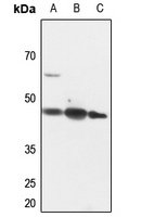 PINX1 Rabbit Polyclonal Antibody