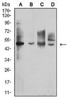 CD213a1 Mouse Monoclonal Antibody