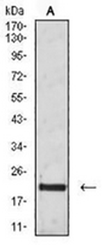 CD3g Mouse Monoclonal Antibody
