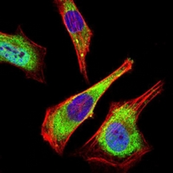 ATG5 Mouse Monoclonal Antibody