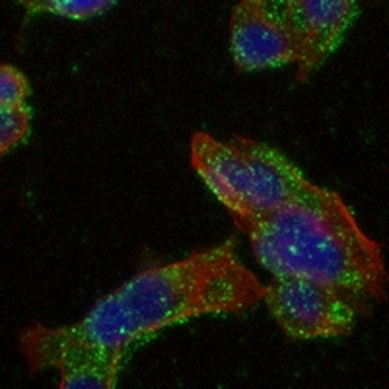 Fibrinogen alpha Rabbit Monoclonal Antibody