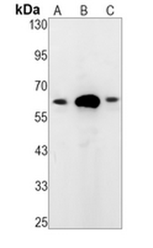CoREST Rabbit Monoclonal Antibody