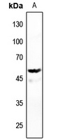 DNA Polymerase gamma 2 Rabbit Polyclonal Antibody