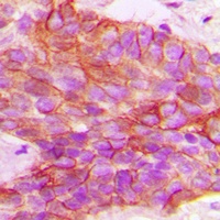 PTTG1IP Rabbit Polyclonal Antibody