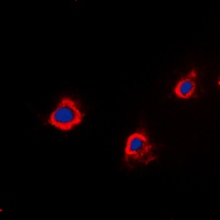 PTTG1IP Rabbit Polyclonal Antibody