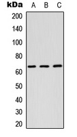 RAB11FIP1 Rabbit Polyclonal Antibody