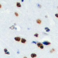 RPS19BP1 Rabbit Polyclonal Antibody