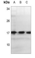 Alpha-synuclein Rabbit Polyclonal Antibody