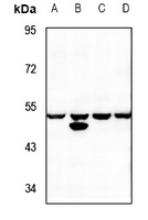 MST3 Rabbit Polyclonal Antibody