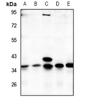 TMBIM1 Rabbit Polyclonal Antibody