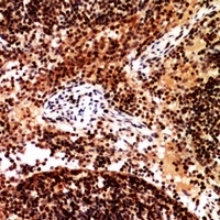 CD253 Rabbit Polyclonal Antibody