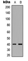 CD254 Rabbit Polyclonal Antibody