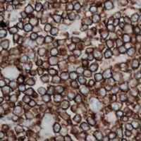 CD254 Rabbit Polyclonal Antibody