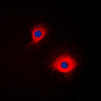 CD254 Rabbit Polyclonal Antibody