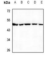 UBA5 Rabbit Polyclonal Antibody