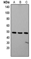 ZIC1/2/3 Rabbit Polyclonal Antibody