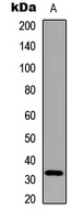 Adiponectin Rabbit Polyclonal Antibody