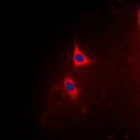 BCLX (Phospho-T47) Rabbit Polyclonal Antibody