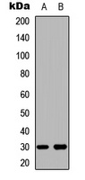 BCLX Rabbit Polyclonal Antibody