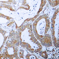 BCLX Rabbit Polyclonal Antibody