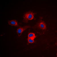 BCLX Rabbit Polyclonal Antibody
