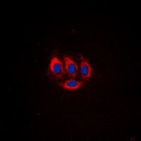BMX (Phospho-Y566) Rabbit Polyclonal Antibody