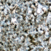c-CBL (Phospho-Y700) Rabbit Polyclonal Antibody