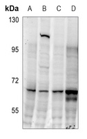 CDC25C (Phospho-S216) Rabbit Polyclonal Antibody