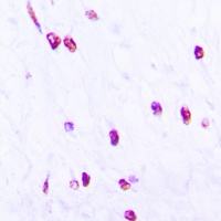 CDC25C (Phospho-S216) Rabbit Polyclonal Antibody
