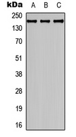 Collagen 4 alpha 2 Rabbit Polyclonal Antibody
