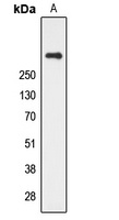 CUBN Rabbit Polyclonal Antibody
