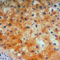 CD184 Rabbit Polyclonal Antibody