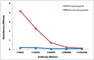 DAXX (Phospho-S668) Rabbit Polyclonal Antibody