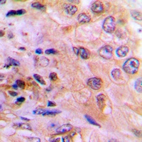 DUSP6 Rabbit Polyclonal Antibody