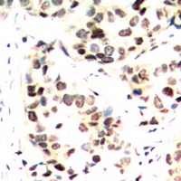 c-Jun (Phospho-S243) Rabbit Polyclonal Antibody