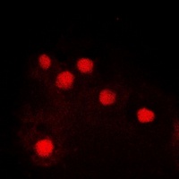 c-Jun (Phospho-S243) Rabbit Polyclonal Antibody
