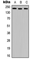 VEGFR2 (Phospho-Y951) Rabbit Polyclonal Antibody