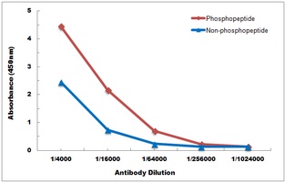 LYN (Phospho-Y397) Rabbit Polyclonal Antibody