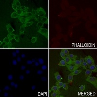 ASK1 (Phospho-S83) Rabbit Polyclonal Antibody