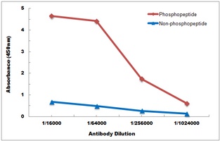 ASK1 (Phospho-S83) Rabbit Polyclonal Antibody