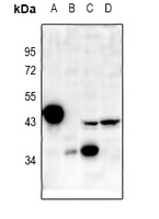 p38 Rabbit Polyclonal Antibody