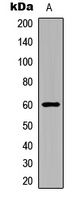 ERK7 (Phospho-T175/Y177) Rabbit Polyclonal Antibody