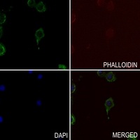 TAU (Phospho-S721) Rabbit Polyclonal Antibody