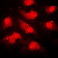 NEK9 (Phospho-T210) Rabbit Polyclonal Antibody