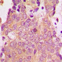 NSG1 Rabbit Polyclonal Antibody